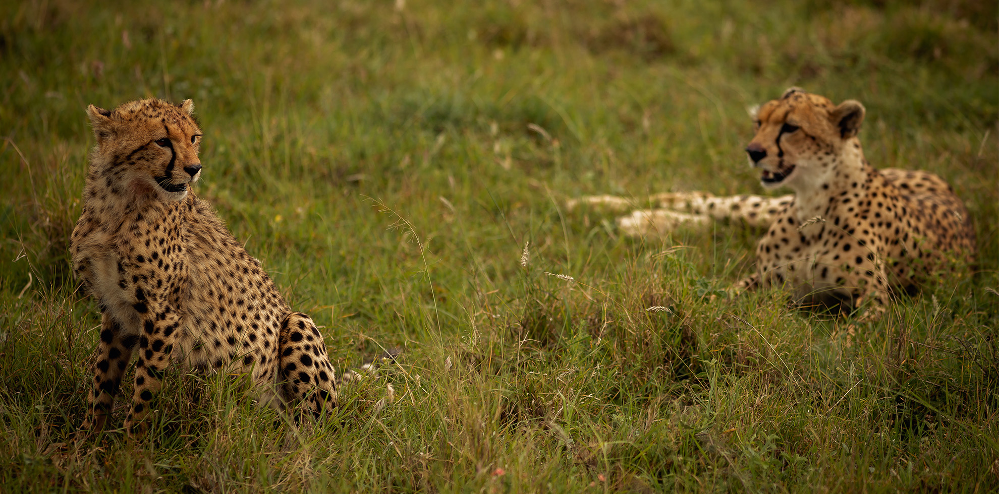 Explore the Wild: A 4-Day Tanzanian Safari Adventure