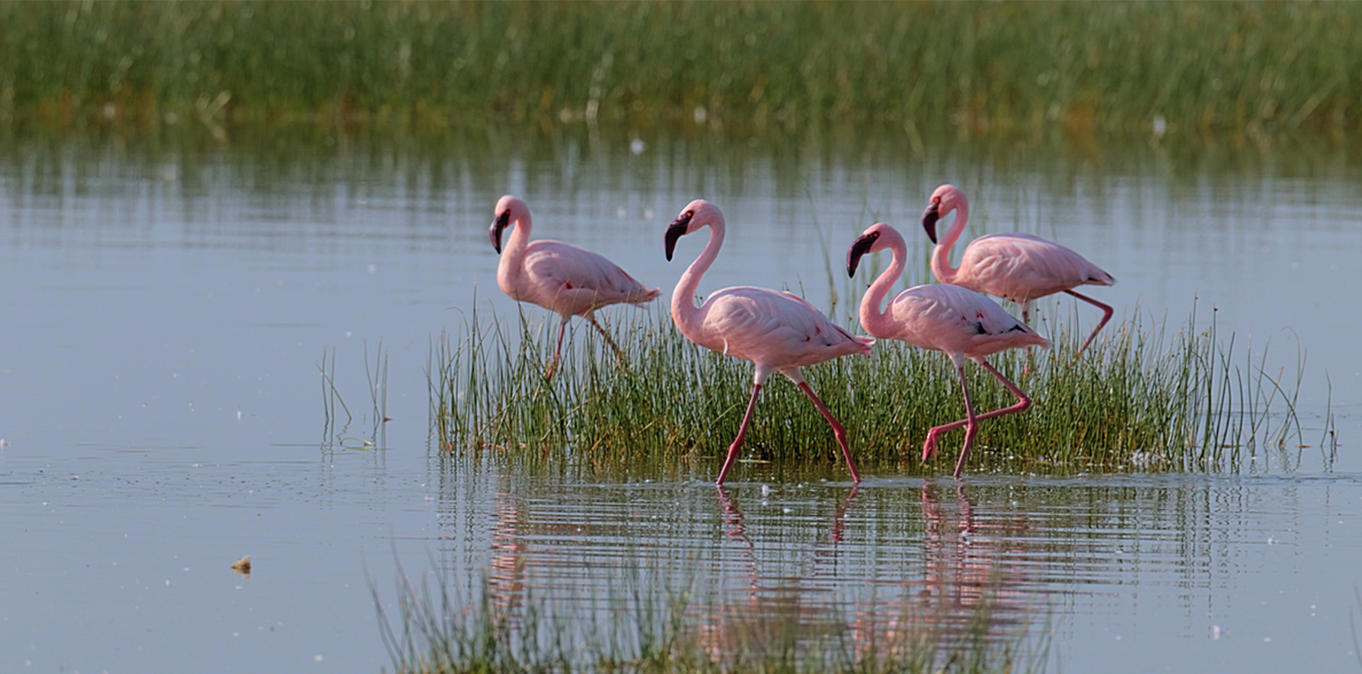 Explore the Wild and Wondrous: 07-Day Tanzania & Zanzibar Safari Adventure