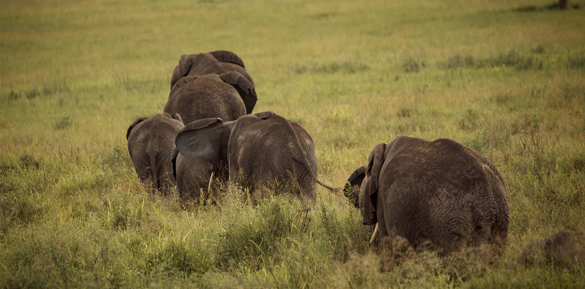 Unleash the Wild: A Thrilling 3-Day Tanzanian Safari Adventure