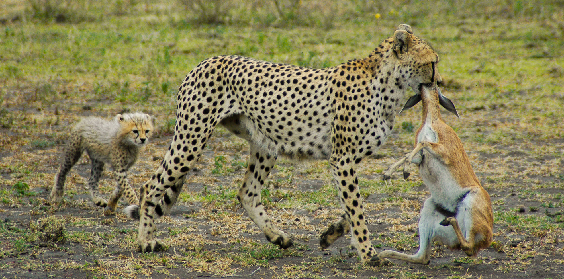 A Thrilling 2-Day Safari Adventure in Tanzania's Tarangire & Ngorongoro Crater