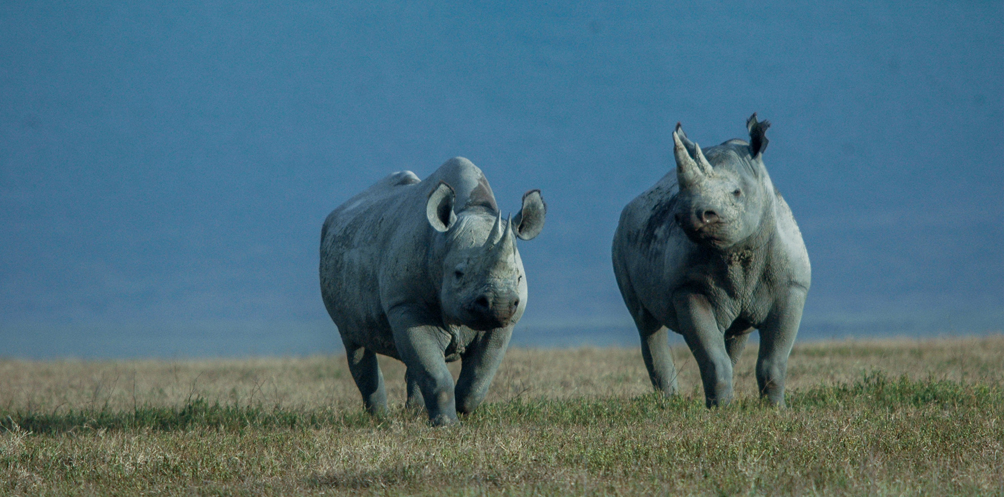 6 Unforgettable Days on a Tanzanian Safari Adventure