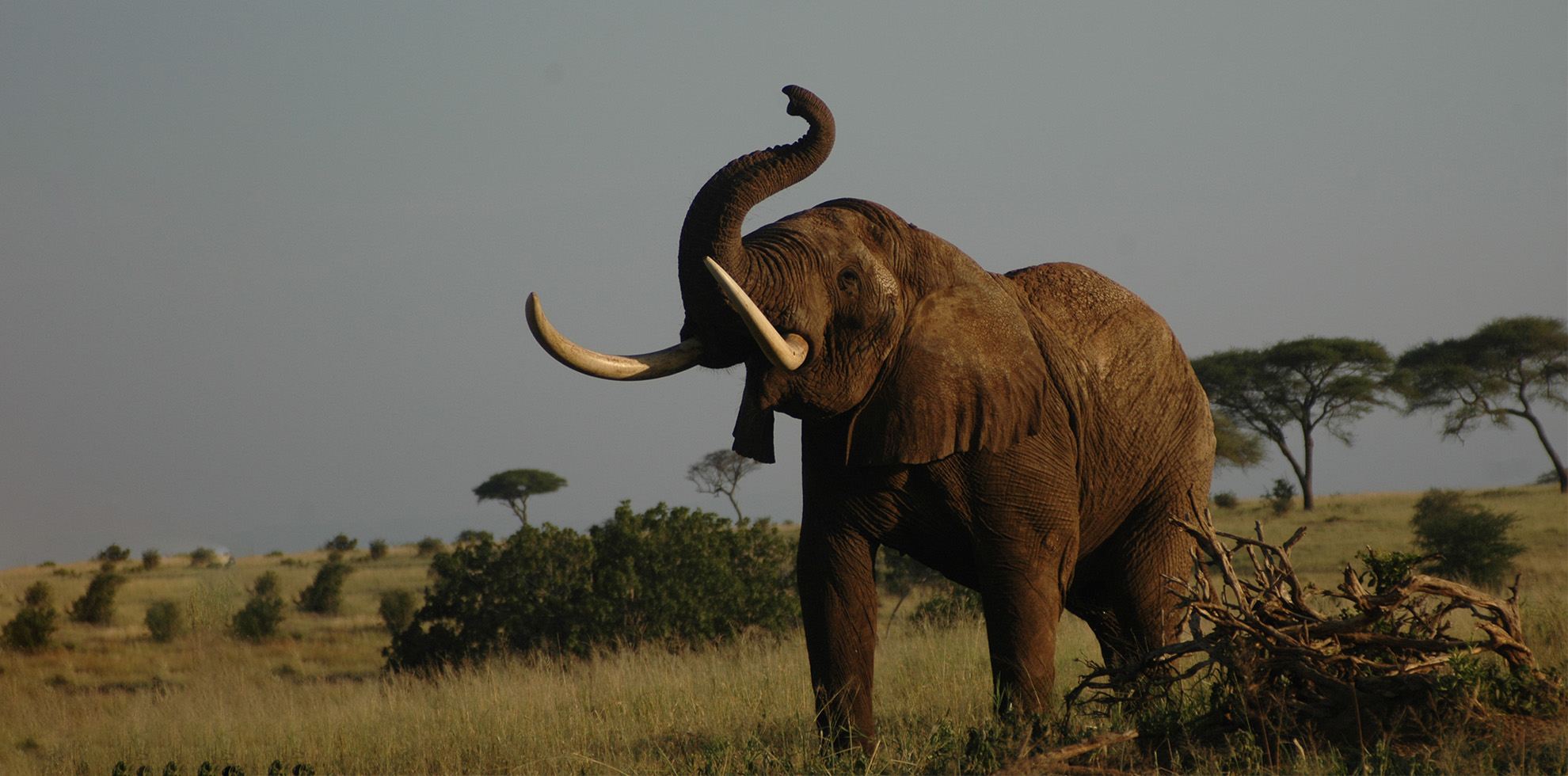 Discover Paradise: 12 Days of Enchanting Tanzania & Zanzibar Safari Adventure