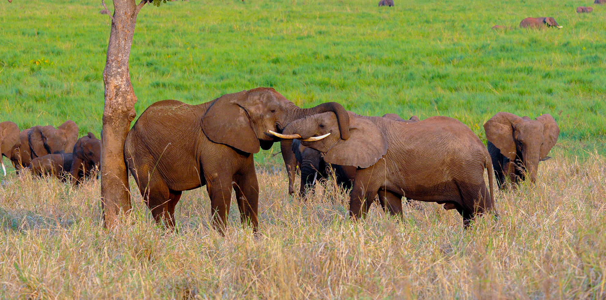 Explore the Wild and Wonderful: 10 Enchanting Days on a Tanzania & Zanzibar Safari