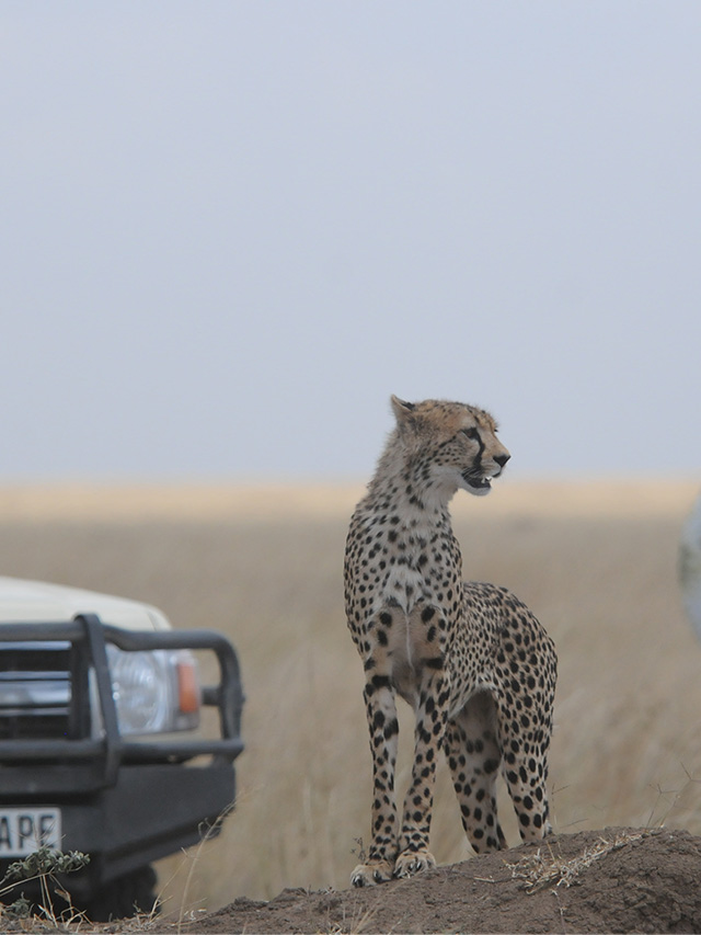 inside serengeti Safaris